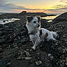 dog, seaside, coast, rocky_shore, sunset, ocean, tide_pools, outdoor, adventure, portrait, fluffy, white_fur, brown_patches, black_ears, collar, sitting, nature, seascape, horizon, travel