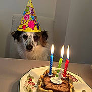 Twix a rejoint le concours — aidez-le/la à gagner de superbes lots ! dog, birthday, party_hat, birthday_cake, candles, bone_shaped_cake, animal, pet, portrait, sitting, indoors, table, plate, food, celebration, colorful, flames, cake, funny, festive