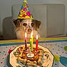 Twix a rejoint le concours — aidez-le/la à gagner de superbes lots ! dog, birthday, party_hat, cake, candles, dog_treats, bone_shaped_treats, table, tablecloth, plate, food, celebration, indoors, seated, portrait, brown_fur, white_fur, floppy_ears, colorful, number_four