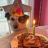 Twix participe au concours pour gagner de l'argent avec cette photo : dog, birthday, party_hat, birthday_cake, candles, food, plate, table, indoors, home, dining_room, window, curtains, pink_wall, celebration, pet, small_dog, long_hair, staring, festive
