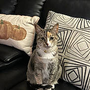 Sweetie is registered to the contest to win money with this photo: cat, pearls, necklace, black_leather_couch, pillow, pumpkin_design, geometric_pattern, indoor, pet, feline, sitting, cute, domestic_animal, fur, whiskers, tail, home_decor, cozy, portrait, animal