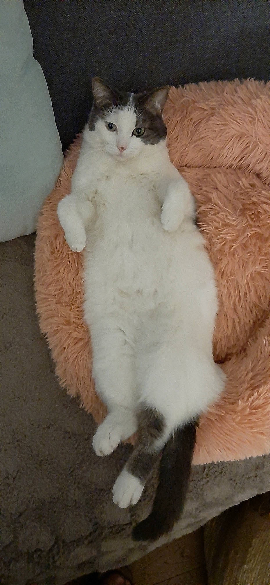 Moumouche a rejoint le concours — aidez-le/la à gagner de superbes lots ! carnivore, cat, claw, comfort, domestic_short_haired_cat, fawn, felidae, foot, fur, mammal, natural_material, paw, sitting, small_to_medium_sized_cats, snout, tail, whiskers