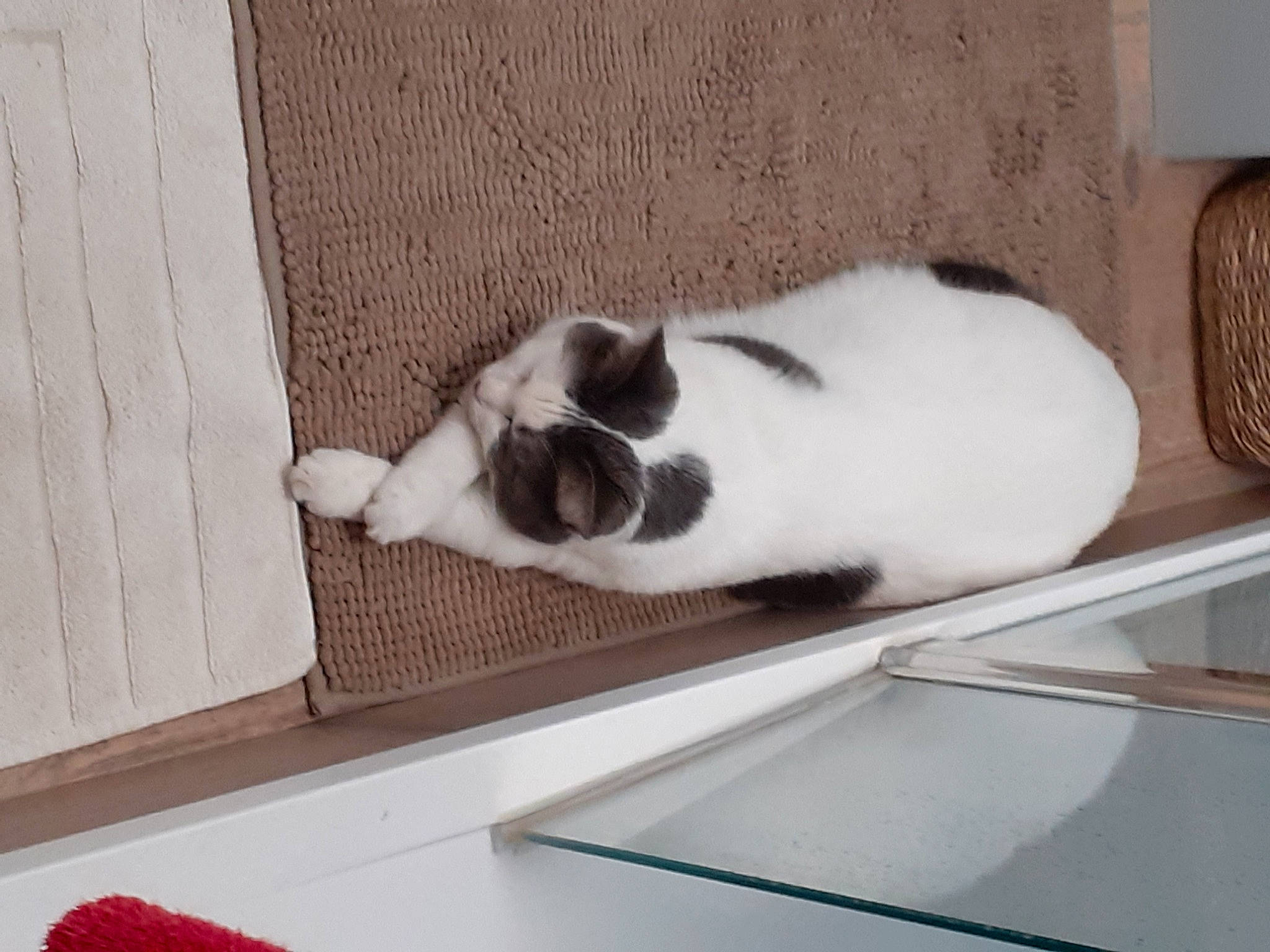 Moumouche participe au concours pour gagner de l'argent avec cette photo : carnivore, cat, comfort, domestic_short_haired_cat, felidae, floor, flooring, fruit, fur, grey, hardwood, paw, plywood, room, small_to_medium_sized_cats, table, tail, whiskers, window, wood