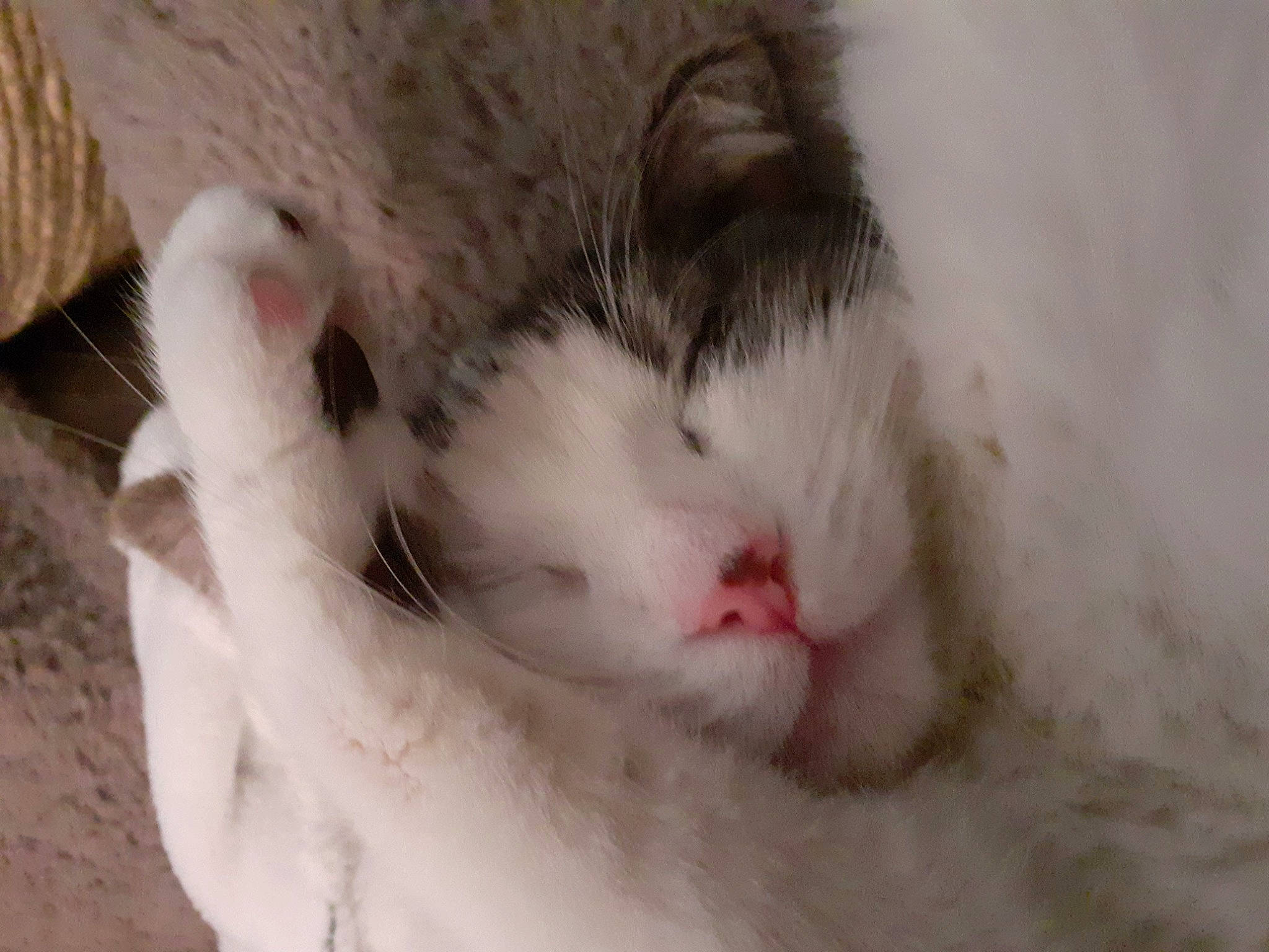 Moumouche participe au concours pour gagner de l'argent avec cette photo : carnivore, cat, claw, domestic_short_haired_cat, fawn, felidae, fur, nap, paw, sleep, small_to_medium_sized_cats, snout, tail, terrestrial_animal, whiskers