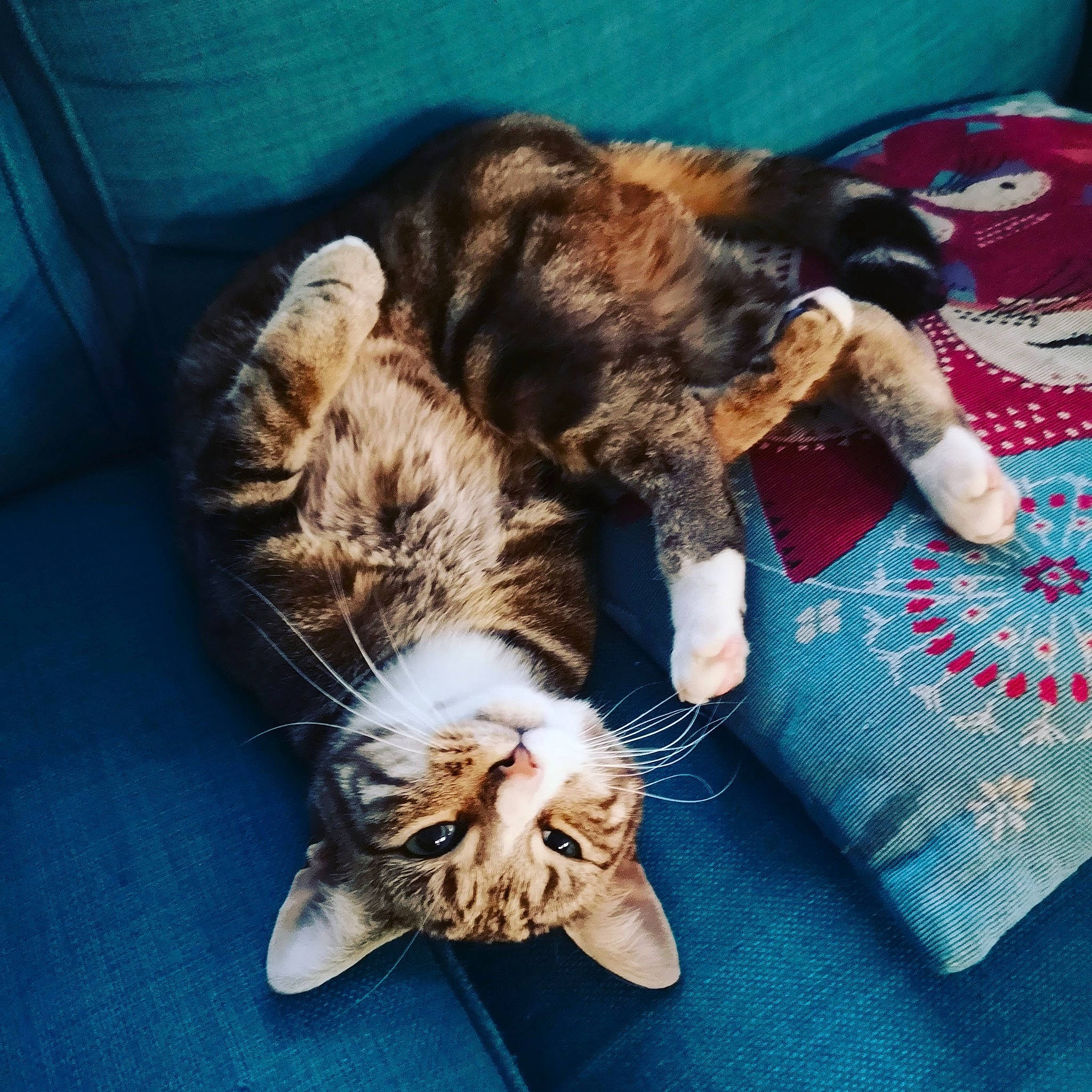 Wedge is registered to the contest to win money with this photo: carnivore, cat, claw, comfort, domestic_short_haired_cat, felidae, foot, fur, human_leg, lap, nap, paw, sky, sleep, small_to_medium_sized_cats, snout, tail, whiskers, woven_fabric