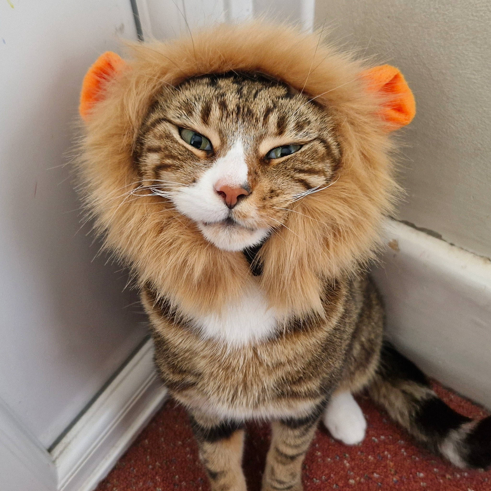 Wedge joined the competition — help win amazing prizes! carnivore, cat, claw, domestic_short_haired_cat, eye, fashion_accessory, fawn, felidae, fur, fur_clothing, hair, natural_material, paw, peach, small_to_medium_sized_cats, snout, tail, terrestrial_animal, whiskers, window