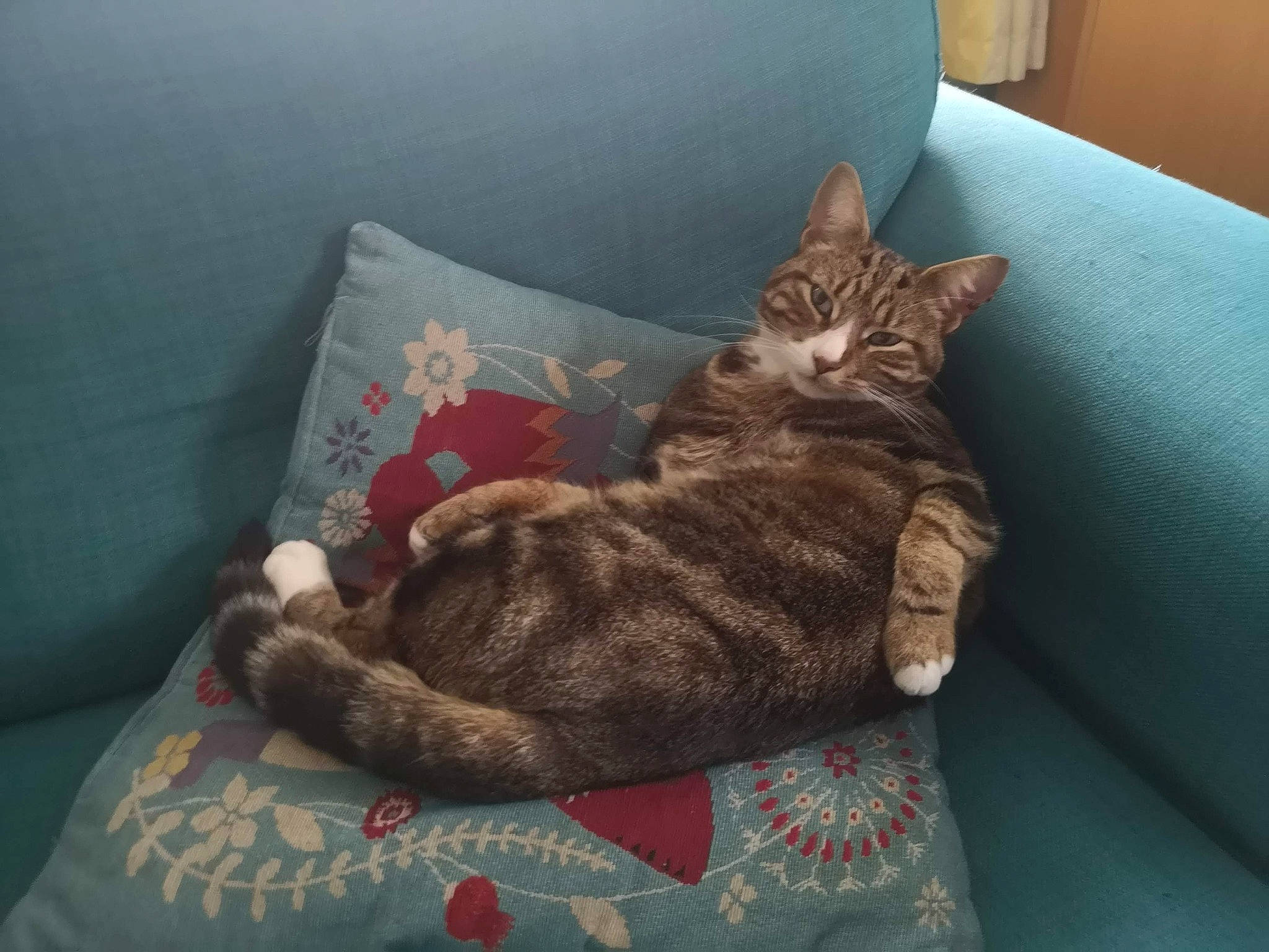 Wedge is registered to the contest to win money with this photo: bed, bedding, carnivore, cat, cat_bed, comfort, couch, domestic_short_haired_cat, fawn, felidae, fur, grey, linens, nap, paw, room, sitting, small_to_medium_sized_cats, tail, whiskers