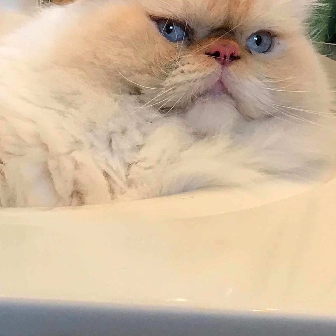 Louis is registered to the contest to win money with this photo: asian, asian_semi_longhair, balinese, british_semi_longhair, carnivore, cat, eye, fawn, felidae, fur, himalayan, kitten, mammal, persian, ragdoll, skin, small_to_medium_sized_cats, snout, vertebrate, whiskers