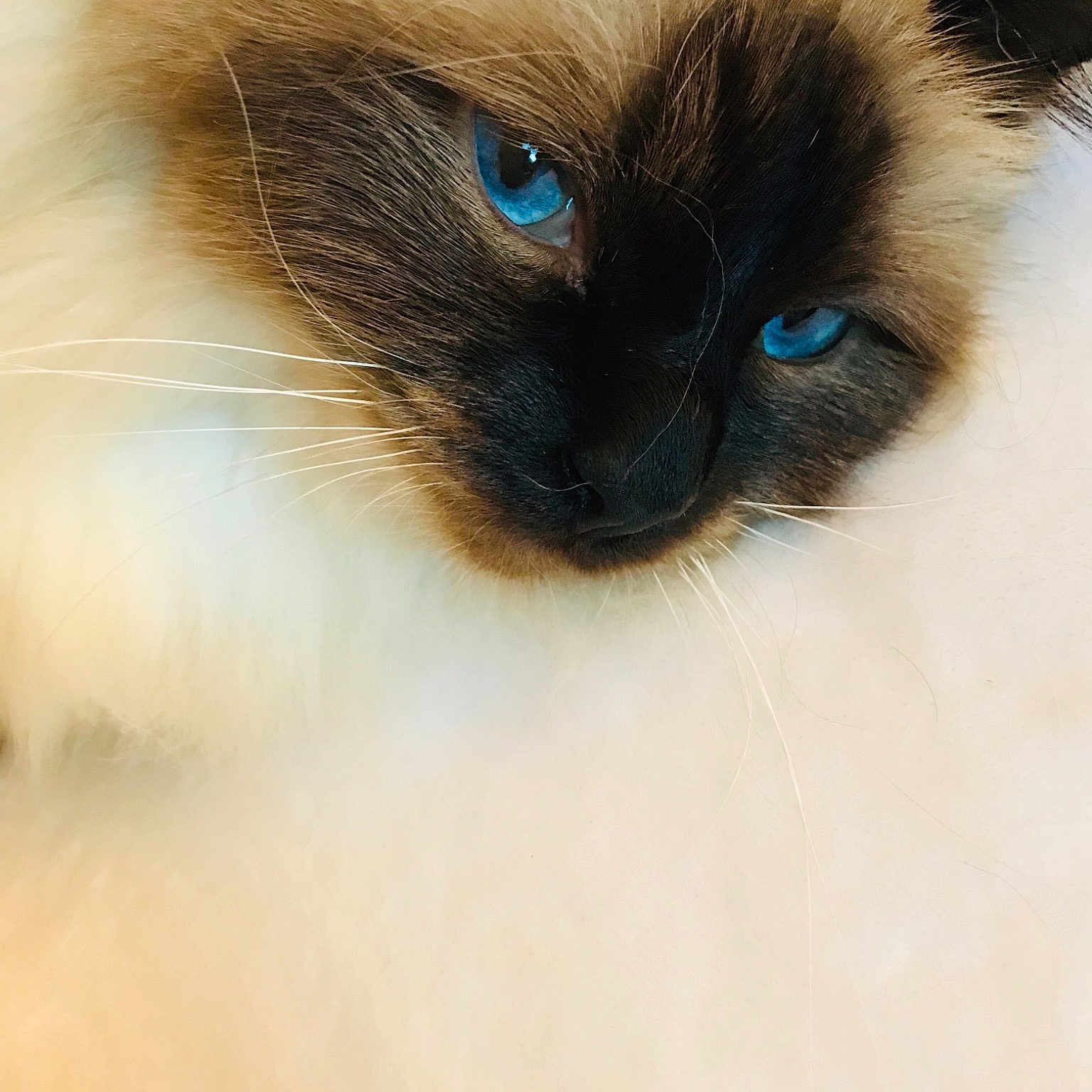 Lucy