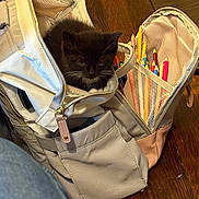 Skyler is registered to the contest to win money with this photo: backpack, black_cat, colored_pencils, container, cozy, curious, cute, domestic_cat, feline, furry, indoor, kitten, pet, sitting, small_animal, soft_lighting, stationery, wooden_floor, young_cat, zipper