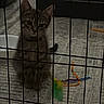 kitten, cat, fence, indoor, pet, toy, carpet, bed, cage, animal, small, fur, whiskers, ears, floor, resting, cute, domestic, playful, young