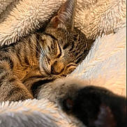Milo joined the competition — help win amazing prizes! cat, tabby, sleeping, paw, close_up, blanket, soft, cozy, fur, pet, resting, cute, animal, indoor, warm, relaxed, face, whiskers, ears, comfort