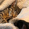 cat, tabby, sleeping, paw, close_up, blanket, soft, cozy, fur, pet, resting, cute, animal, indoor, warm, relaxed, face, whiskers, ears, comfort