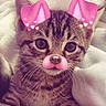 Milo is registered to the contest to win money with this photo: kitten, cat, tabby, pet, animal, cute, closeup, face, whiskers, blanket, soft, fur, eyes, filter, pink, ears, nose, digital_overlay, indoor, portrait