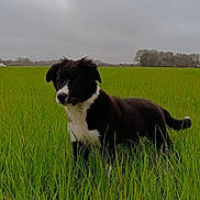 Una participe au concours pour gagner de l'argent avec cette photo : alert, animal, black_and_white, canine, cloudy_sky, cute, dog, ears_up, field, fur, grass, green, landscape, nature, outdoor, pet, puppy, standing, tail, young