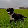 alert, animal, black_and_white, canine, cloudy_sky, cute, dog, ears_up, field, fur, grass, green, landscape, nature, outdoor, pet, puppy, standing, tail, young
