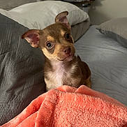 Cuco joined the competition — help win amazing prizes! animal, bed, blanket, brown, cozy, cute, dog, domestic, ears, eyes, fur, indoor, nose, pet, pillow, puppy, resting, small, soft, young