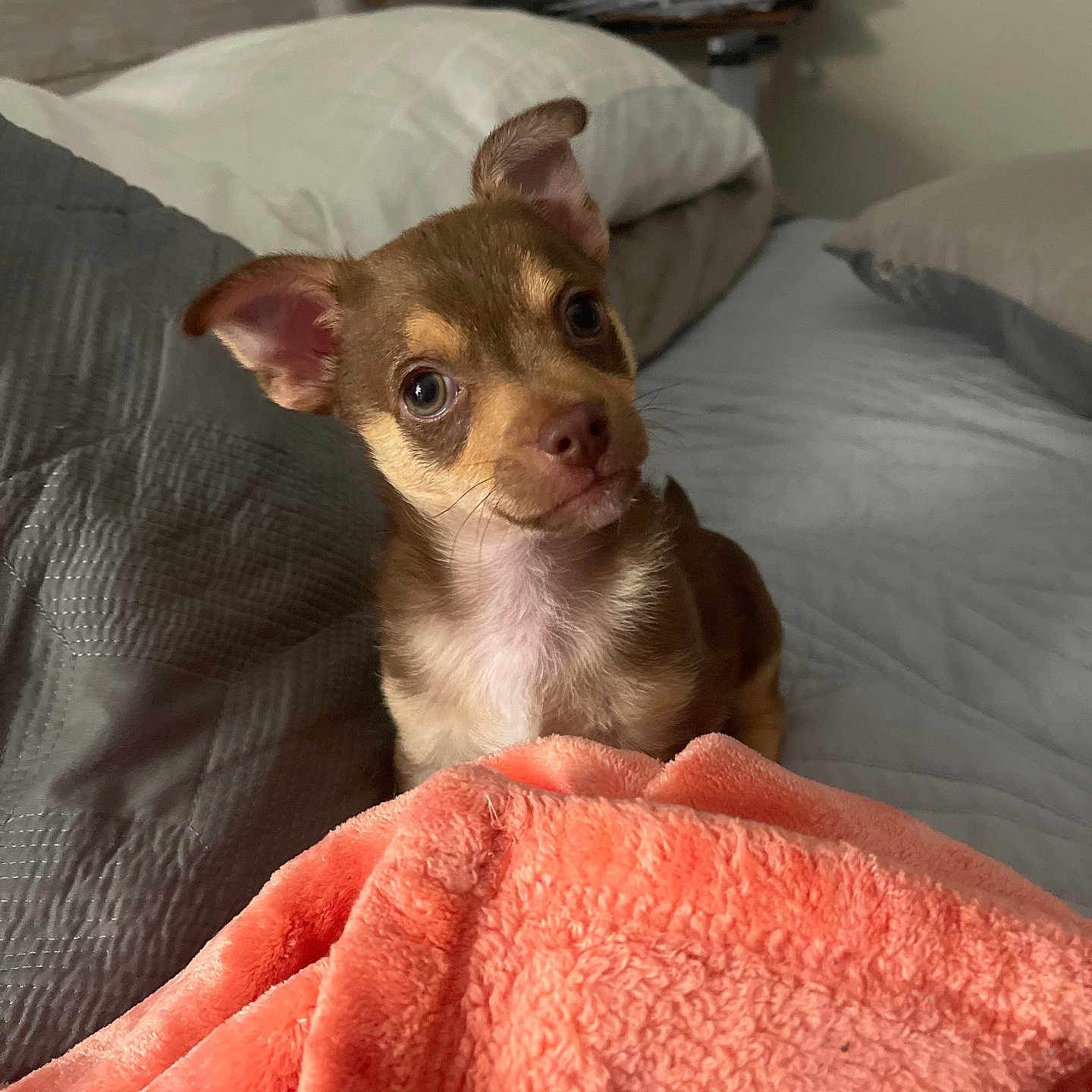 Cuco