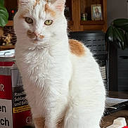 Précieuse a rejoint le concours — aidez-le/la à gagner de superbes lots ! cat, white_cat, orange_patches, pet, animal, sitting, portrait, green_eyes, whiskers, ears, fur, indoor, home, plants, shelves, wooden_background, container, toolbox, photograph, screenshot