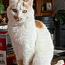 cat, white_cat, orange_patches, pet, animal, sitting, portrait, green_eyes, whiskers, ears, fur, indoor, home, plants, shelves, wooden_background, container, toolbox, photograph, screenshot