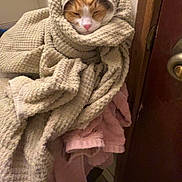 Ginger joined the competition — help win amazing prizes! cat, blanket, towel, wrapped, cozy, indoor, pet, feline, texture, door, pink_towel, fur, resting, cute, sleepy, household, warm, comfort, animal, portrait