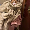 cat, blanket, towel, wrapped, cozy, indoor, pet, feline, texture, door, pink_towel, fur, resting, cute, sleepy, household, warm, comfort, animal, portrait