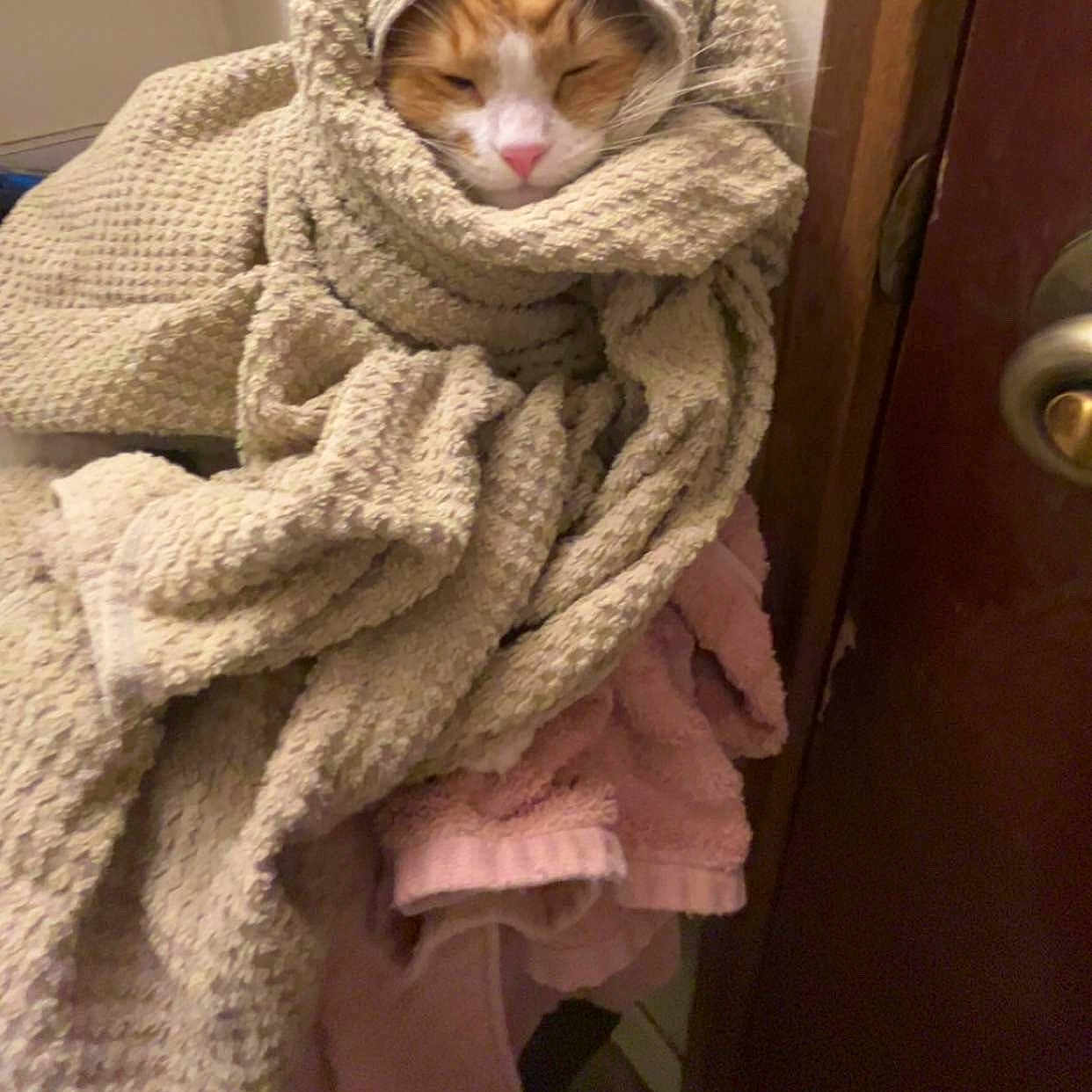Ginger