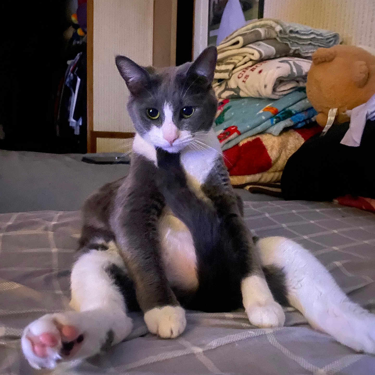 Silver joined the competition — help win amazing prizes! cat, gray_cat, white_cat, pet, animal, bed, blanket, plush_toy, stuffed_animal, indoor, furniture, cozy, resting, curious, sitting, portrait, feline, cute, home, room