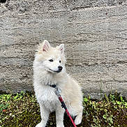 Aston participe au concours pour gagner de l'argent avec cette photo : dog, white_dog, fluffy, leash, outdoor, moss, plants, concrete_wall, curious, sitting, pet, animal, nature, closeup, portrait, young_dog, canine, fur, ears, side_view