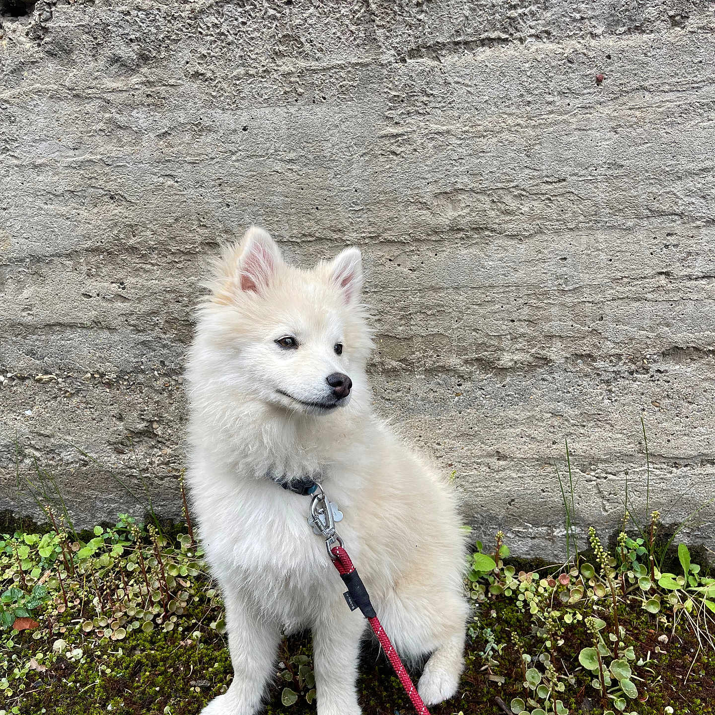 Aston participe au concours pour gagner de l'argent avec cette photo : dog, white_dog, fluffy, leash, outdoor, moss, plants, concrete_wall, curious, sitting, pet, animal, nature, closeup, portrait, young_dog, canine, fur, ears, side_view