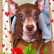 Lala joined the competition — help win amazing prizes! dog, brown_dog, small_dog, blanket, roses, red_roses, pink_roses, hearts, decorative_frame, wooden_floor, close_up, pet, cute, portrait, indoors, cozy, animal, face, ears, nostrils