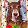 dog, brown_dog, small_dog, blanket, roses, red_roses, pink_roses, hearts, decorative_frame, wooden_floor, close_up, pet, cute, portrait, indoors, cozy, animal, face, ears, nostrils