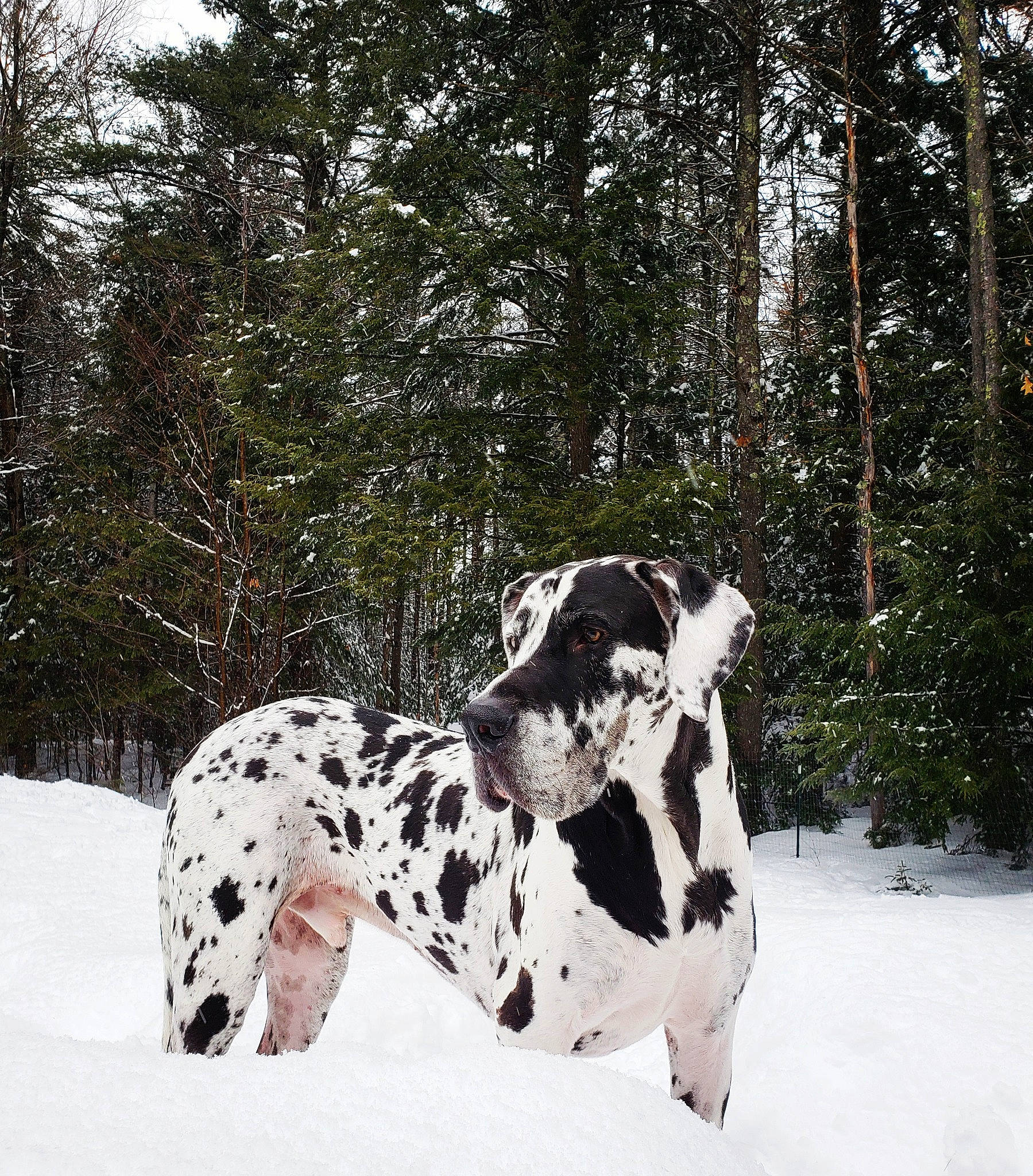 Coal joined the competition — help win amazing prizes! canidae, carnivore, dalmatian, dog, dog_breed, great_dane, guard_dog, mammal, non_sporting_group, old_danish_pointer, pointer, snow, sporting_group, vertebrate, winter