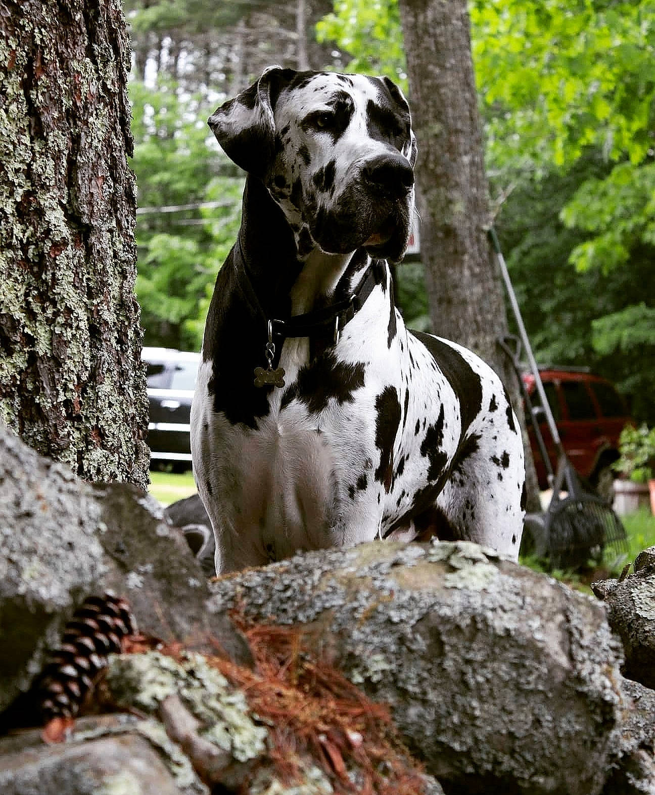 Coal joined the competition — help win amazing prizes! canidae, carnivore, dog, dog_breed, fawn, great_dane, guard_dog, non_sporting_group, plant, rock, snout, sporting_group, tree, trunk, working_dog