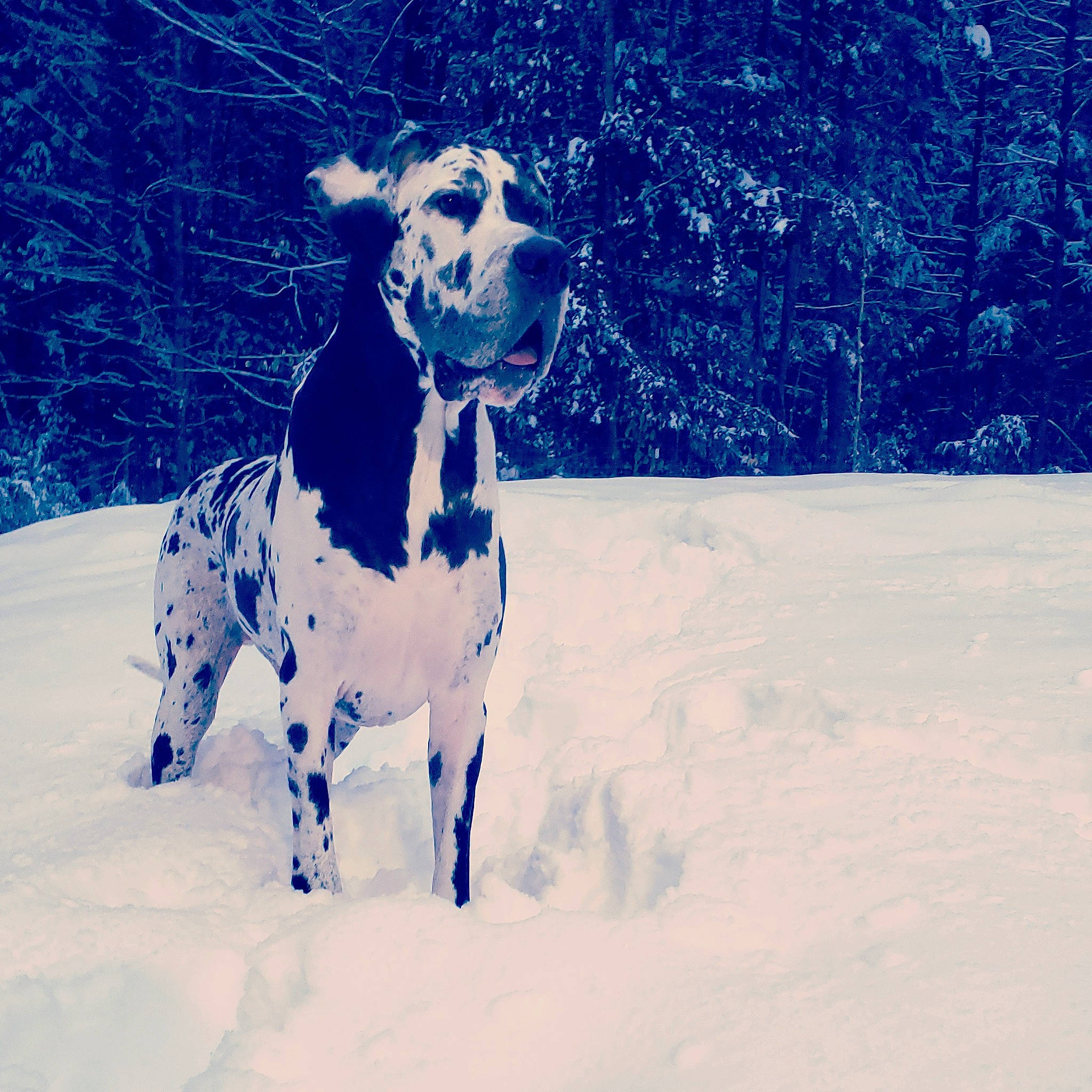 Coal is registered to the contest to win money with this photo: canidae, carnivore, dalmatian, dog, dog_breed, great_dane, guard_dog, hunting_dog, mammal, non_sporting_group, sky, snout, snow, sporting_group, tree, vertebrate, winter, working_dog