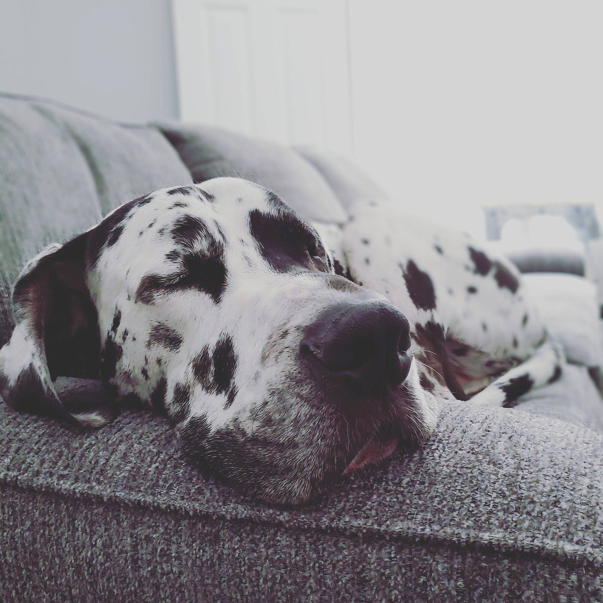 Coal is registered to the contest to win money with this photo: braque_dauvergne, canidae, carnivore, companion_dog, dalmatian, dog, dog_breed, furniture, great_dane, mammal, nap, non_sporting_group, nose, pointer, puppy, sleep, snout, sporting_group