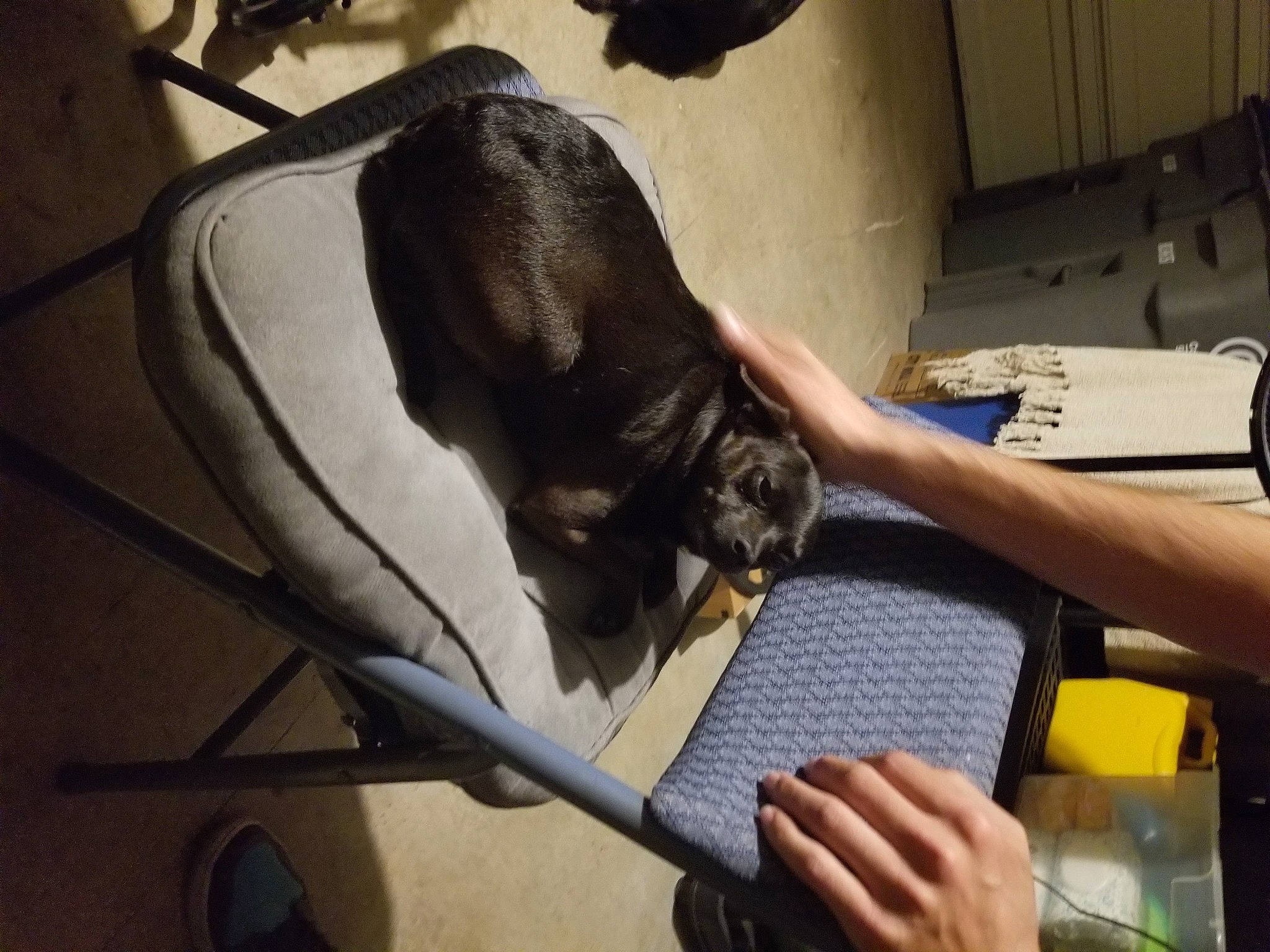 Batman joined the competition — help win amazing prizes! canidae, carnivore, cat, comfort, companion_dog, dog_breed, elbow, fawn, felidae, flooring, fur, hand, human_leg, knee, room, small_to_medium_sized_cats, sporting_group, tail, thigh, wrist