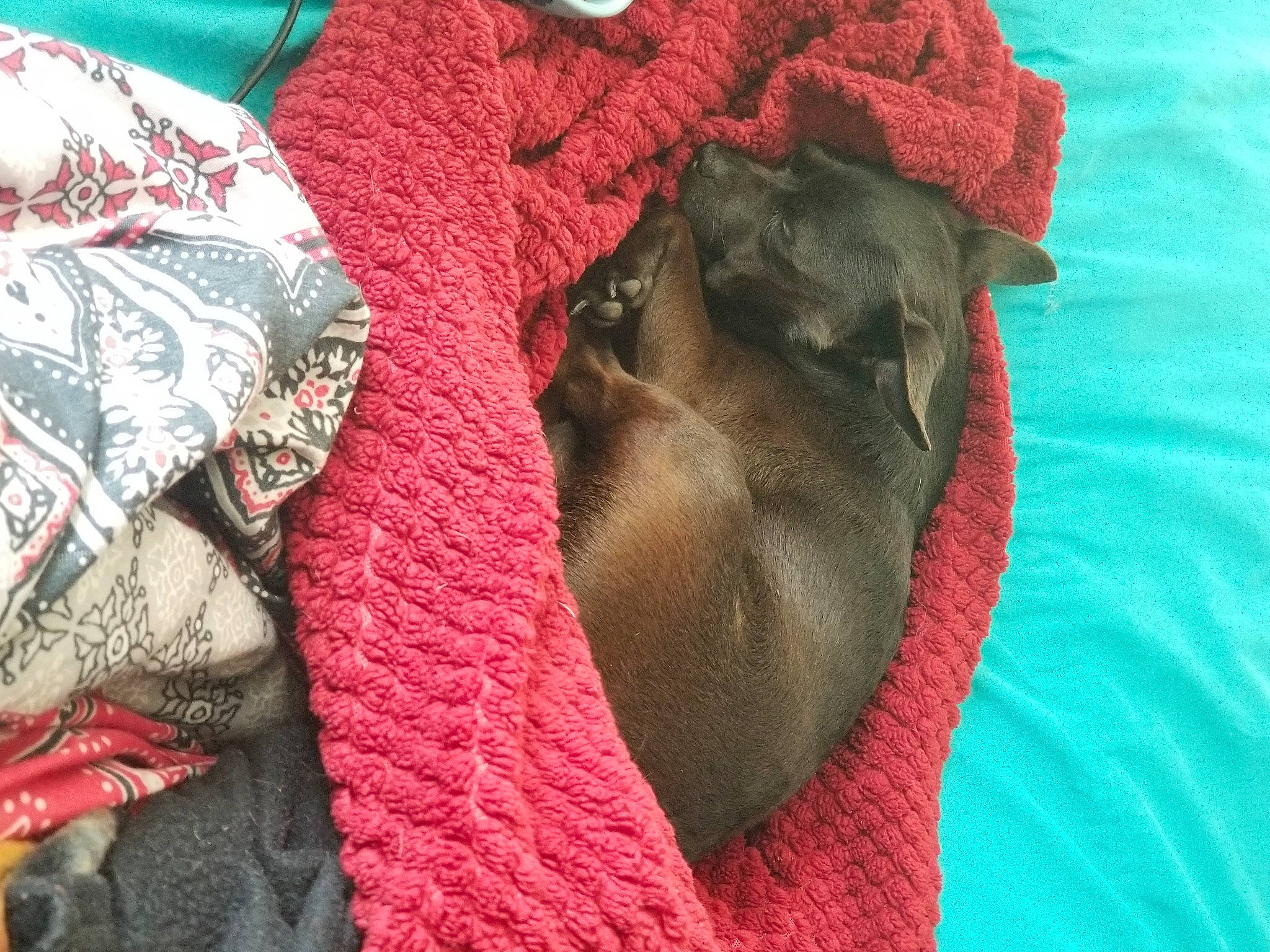 Batman is registered to the contest to win money with this photo: bed_sheet, bedding, canidae, carmine, carnivore, comfort, companion_dog, dog, dog_breed, fawn, felidae, fur, linens, magenta, pattern, small_to_medium_sized_cats, sporting_group, textile, whiskers, working_animal