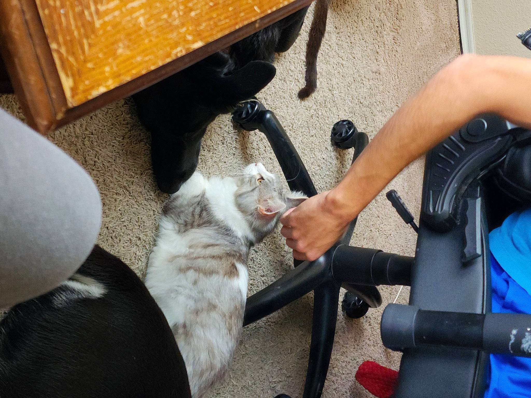 Merlin is registered to the contest to win money with this photo: auto_part, automotive_exterior, automotive_tire, bicycle_handlebar, carnivore, cat, chair, comfort, companion_dog, dog_breed, domestic_short_haired_cat, felidae, fur, human_leg, lap, small_to_medium_sized_cats, tail, thigh, vehicle_door, wood