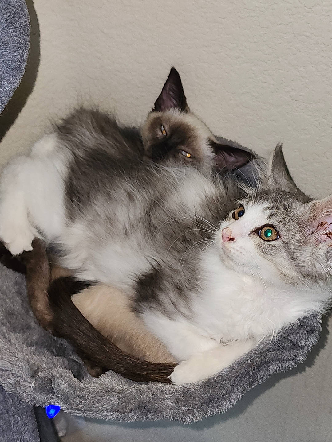 Merlin joined the competition — help win amazing prizes! art, box, carnivore, cat, cat_supply, claw, domestic_short_haired_cat, felidae, fur, grey, office_supplies, paw, photo_caption, small_to_medium_sized_cats, snout, tail, whiskers, window