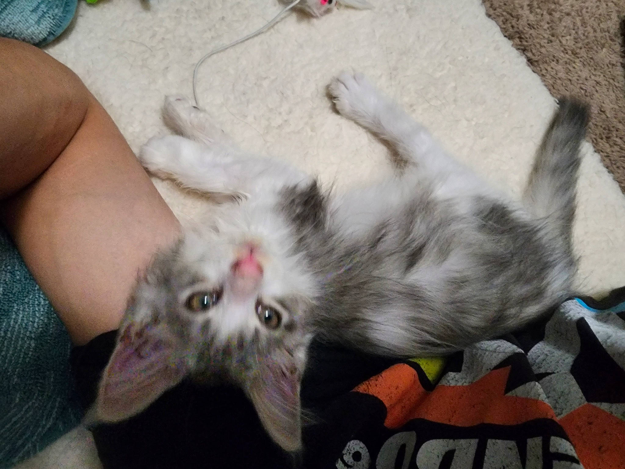 Merlin joined the competition — help win amazing prizes! carnivore, cat, claw, domestic_short_haired_cat, felidae, foot, fur, grey, human_leg, paw, photo_caption, plant, small_to_medium_sized_cats, snout, tail, whiskers