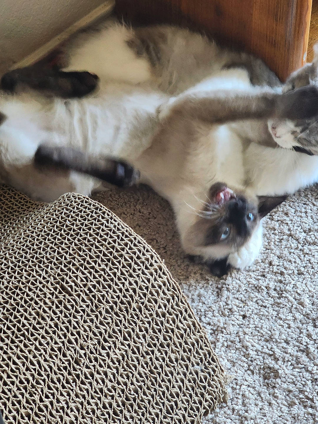 Beerus is registered to the contest to win money with this photo: balinese, carnivore, cat, comfort, companion_dog, dog_breed, domestic_short_haired_cat, fawn, felidae, floor, flooring, fur, grey, paw, siamese, small_to_medium_sized_cats, snout, tail, thai, whiskers