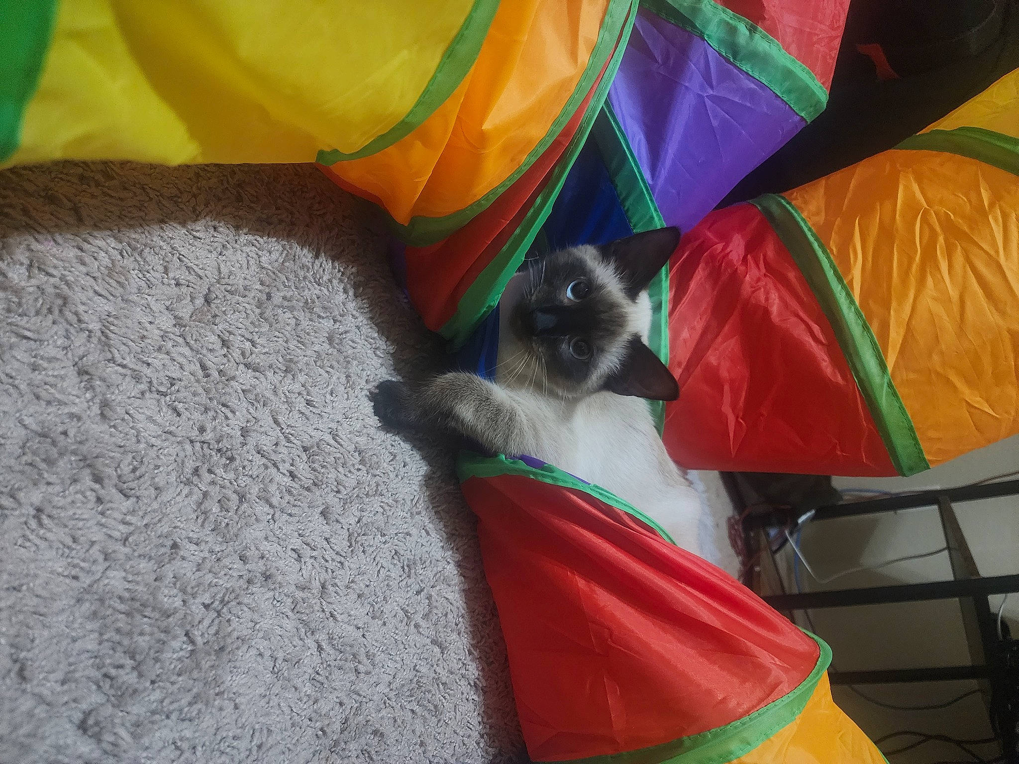 Beerus is registered to the contest to win money with this photo: birman, canidae, carnivore, cat, comfort, companion_dog, dog_breed, dog_supply, fawn, felidae, fur, plastic, siamese, small_to_medium_sized_cats, tail, tints_and_shades, whiskers