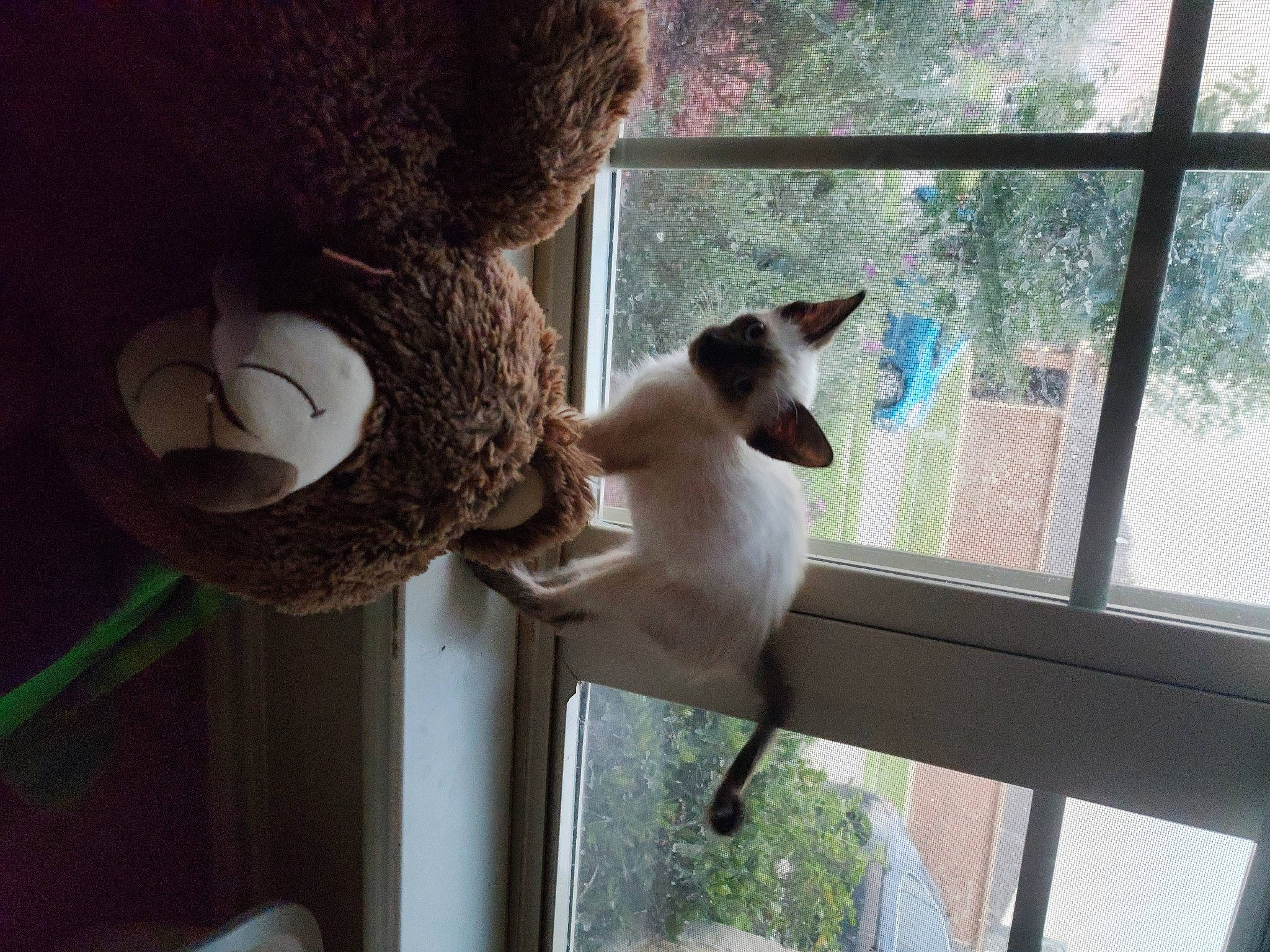 Beerus joined the competition — help win amazing prizes! carnivore, cat, fawn, felidae, fur, mammal, pet_supply, plant, shade, siamese, small_to_medium_sized_cats, tail, terrestrial_animal, textile, tints_and_shades, toy, tree, whiskers, window, wood