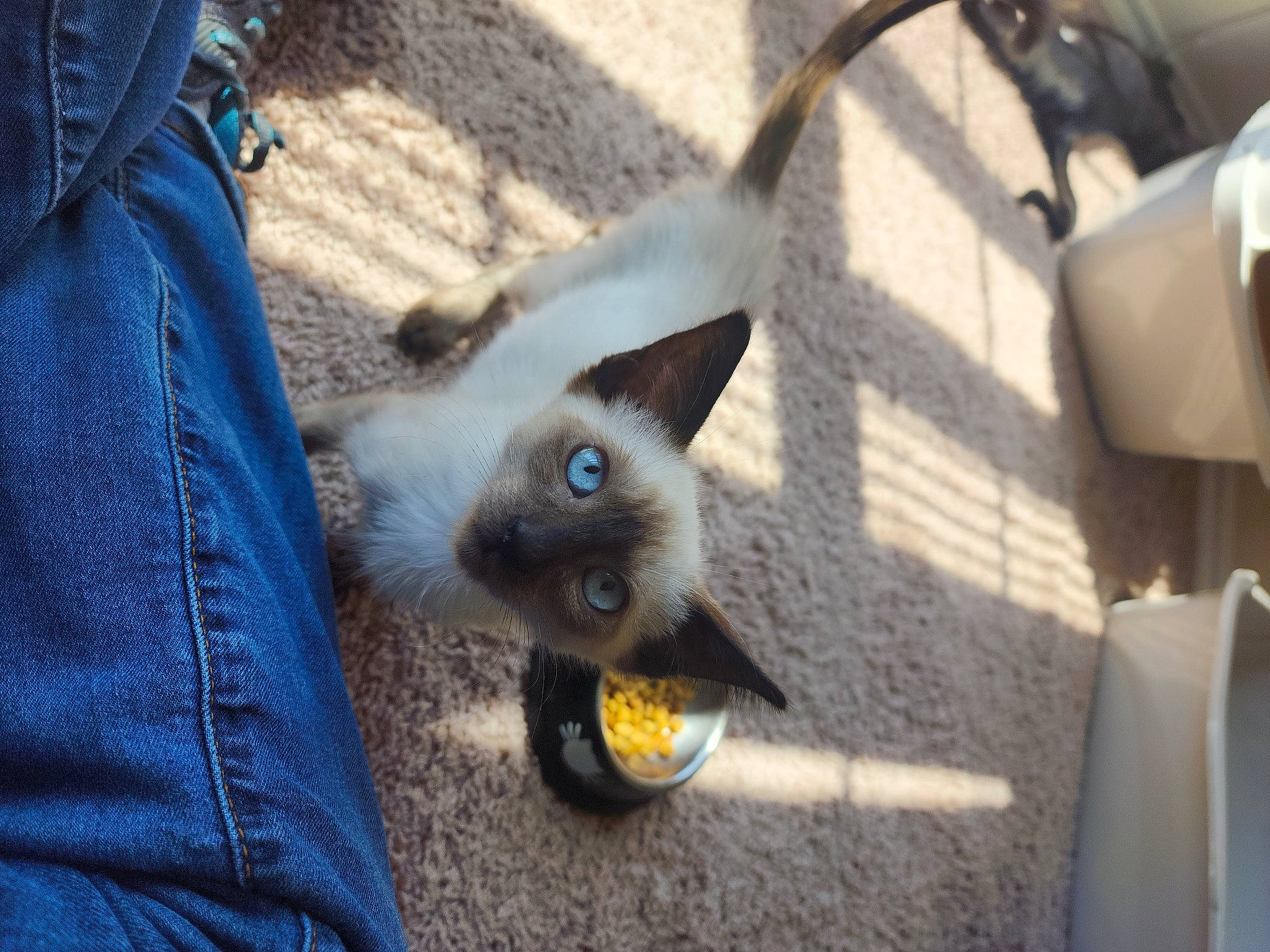 Beerus joined the competition — help win amazing prizes! balinese, birman, blue, carnivore, cat, denim, domestic_short_haired_cat, electric_blue, fawn, felidae, fur, siamese, small_to_medium_sized_cats, snout, tail, thai, tonkinese, whiskers