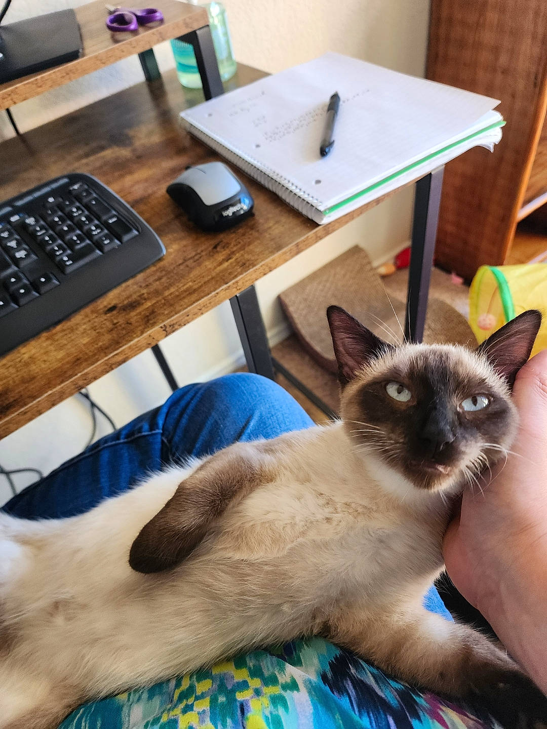 Beerus joined the competition — help win amazing prizes! carnivore, cat, chair, computer, computer_desk, computer_keyboard, desk, fawn, felidae, furniture, input_device, office_equipment, office_supplies, peripheral, personal_computer, siamese, small_to_medium_sized_cats, table, thai, whiskers
