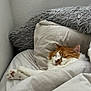 Milo is registered to the contest to win money with this photo: cat, sleeping, bed, blanket, pillow, cozy, indoor, fur, orange_cat, white_cat, rest, cute, pet, domestic_animal, fluffy, relaxation, home, window_blind, soft_texture, peaceful