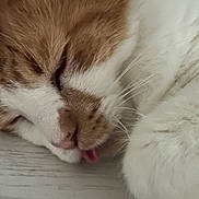 Milo joined the competition — help win amazing prizes! cat, sleeping, close_up, orange_and_white, tongue_out, fur, whiskers, pet, cute, relaxed, animal, nap, face, soft, domestic_cat, mammal, resting, indoors, feline, adorable