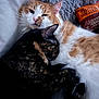 Milo is registered to the contest to win money with this photo: cat, orange_cat, tortoiseshell_cat, snuggling, cuddling, sleepy, pet, fur, whiskers, indoor, cozy, pillow, bed, resting, cute, animal, companion, friendship, relaxation, domestic