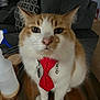 cat, orange_cat, white_cat, bow_tie, polka_dot, pet, indoor, furniture, couch, table, spray_bottle, wooden_table, animal, cute, domestic_cat, feline, sitting, collar, charm, household